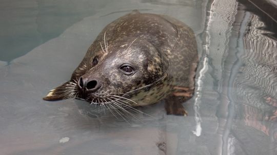 Luke, who is a 35-year-old harbor seal, can be seen at the National Zoo's American Trail exhibit. (Photo: Courtesy of Smithsonian's National Zoo)