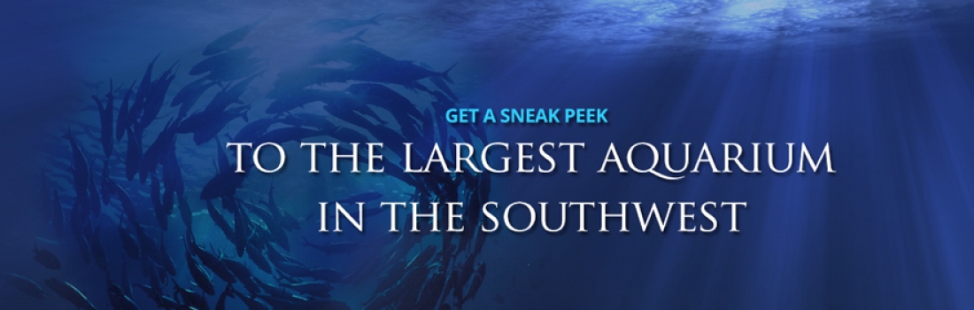 Get a sneak peek inside OdySea Aquarium