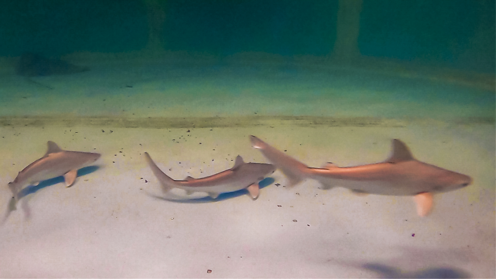 OdySea Aquarium Celebrates Sandbar Shark Births