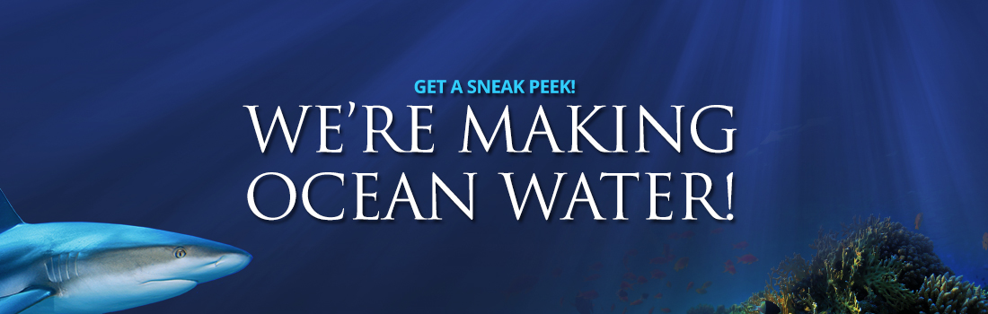 We’re making ocean water! Sneak peek at OdySea Aquarium